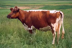 białogrzbieta czerwona